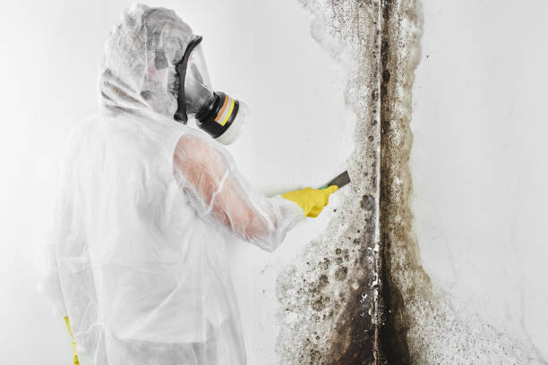 Best Local Mold Removal Service  in Federal Heights, CO