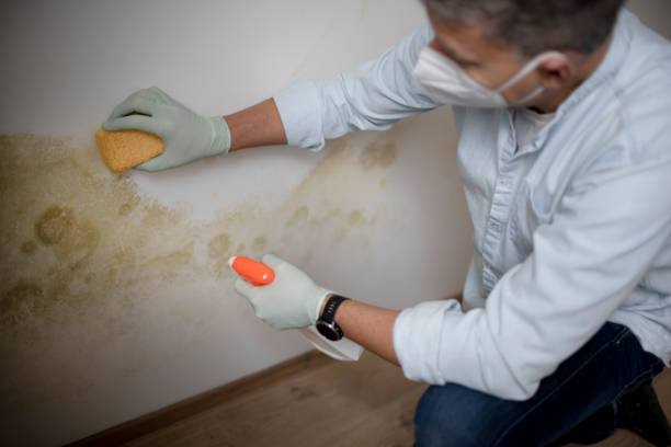 Best Local Mold Removal Service  in Federal Heights, CO