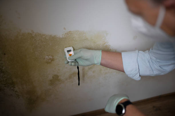 Best Mold Removal and Inspection  in Federal Heights, CO