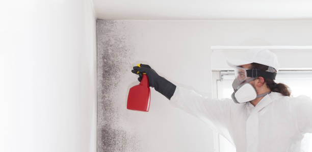 Best Black Mold Removal  in Federal Heights, CO