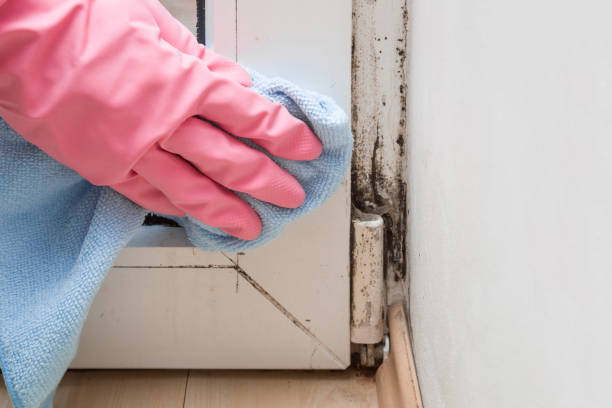 Best Attic Mold Removal  in Federal Heights, CO