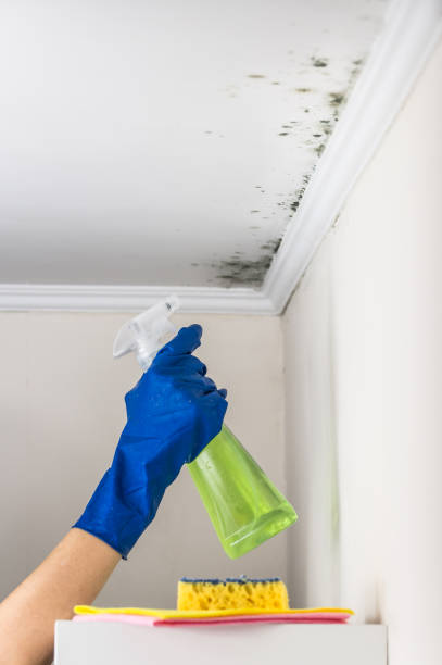 Office Mold Removal Services in Federal Heights, CO